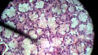 Mucus Acini Glanduar Epithelium [upl. by Atena]