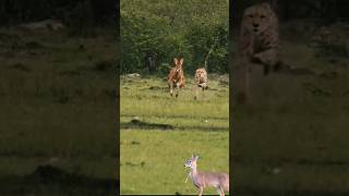 cheetah chases impala [upl. by Marcille]