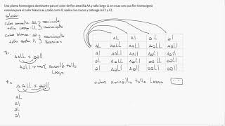 Cruces Dihibrìdos  Leyes de Mendel  explicación y ejemplo 6 [upl. by Ihsir]