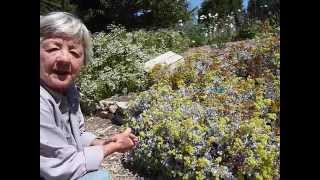 Conejo buckwheat  Eriogonum crocatum [upl. by Ennaus]