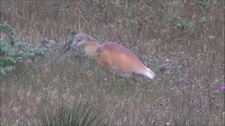 Squacco Heron [upl. by Ahsinek]