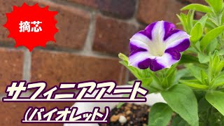 【花】サフィニアアートバイオレットの育て方・摘芯 [upl. by Hollingsworth]