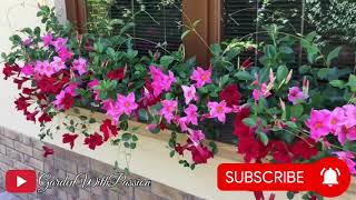 Mandevilla Plants Best Flowering Plant for Your Door amp Balcony🪴  फूलो से भर जायेगा आपका घर आँगन [upl. by Aile]