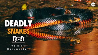 Freeing A 7FootLong Forest Cobra  Snakes In The City  National Geographic WILD UK [upl. by Tucker151]