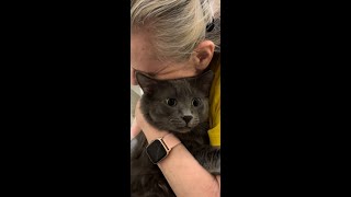 Cujo Almost Too Much catpetting russianblue Cats Can Get Over Stimulated Learn Your Cats Limits [upl. by Sharline]