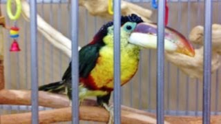 CURL CRESTED ARACARI TOUCAN [upl. by Eelhsa]