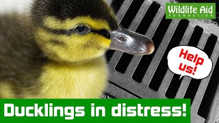 Eight TINY ducklings rescued from a drain [upl. by Nadabas]