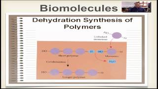 Chapter 2B Part 3  Dehydration Synthesis amp Hydrolysis [upl. by Barvick]