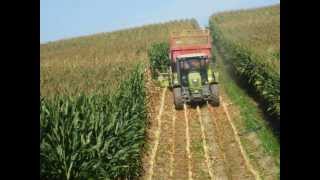 Segundas silagens de milho 2013 Recolte de mais  Corn Harvest [upl. by Norrv406]