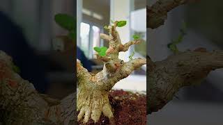 World Bonsai Art [upl. by Arelus]