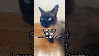 Seal Point Cocoanut Loves To Get Pretty shorts beautifulcat cutecat catlove catlover [upl. by Ysak]