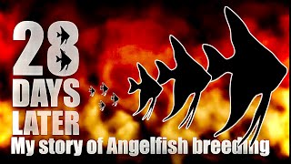 angelfish breeding tips ive learnt along the way [upl. by El]