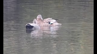 teal amp gadwall  krick und schnatterente [upl. by Ehrenberg]