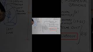 Respiratory Zone medicine medical physiology lungs [upl. by Bardo]