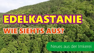 Edelkastanie 2021  Anreise  Gibt es auch noch Waldhonig  Neues aus der Imkerei  Imkern in Dadant [upl. by Athallia422]