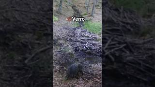 🐗Verro Enorme grufola nei pressi dellinsoglio caccia trailcamera wildboar [upl. by Eveam]