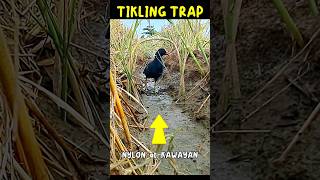 TIKLING TRAP nylon at kawayan Birdtrap shorts viral [upl. by Correy777]