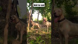 Dogo argentino vs wild board 👺😱 dog pitlove trending trendingshorts viral dogoargentino [upl. by Tapes]