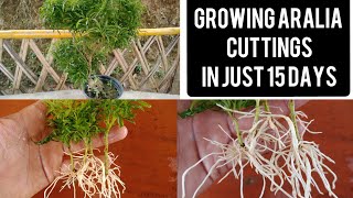 Grow Aralia From Cutting in Just 15 Days How To Grow Aralia From Cutting [upl. by Kiernan]