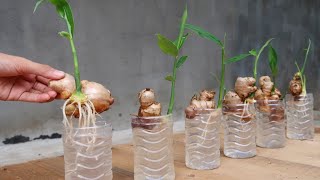 How to grow Ginger in water for beginners Growing ginger at home [upl. by Odlabu209]