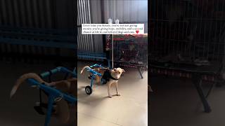 Dog’s Wheelchair Transforms Life 🐶✨🌟  Dog Rescue  Animal Rescue DogWheelchair HappyDog shorts [upl. by Anned]