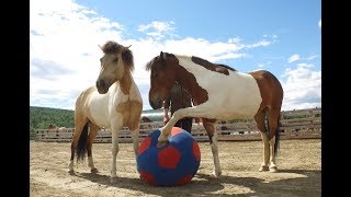 Horses playing football [upl. by Ainoek53]