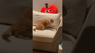 😹 Cat Videos Funny Short 🤣 catvideos 😻 [upl. by Billen]