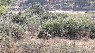 LIONESS skilfully hunts large WATERBUCK [upl. by Mistrot]