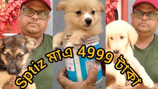 Maa tara Kanel নতুন কিছু কম দামে Puppy ll contact no97483555989836256392 [upl. by Nilats903]