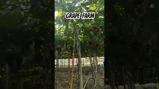 Grape Farm La Union travel grape grapetree grapefarm launion elyu [upl. by Odin334]