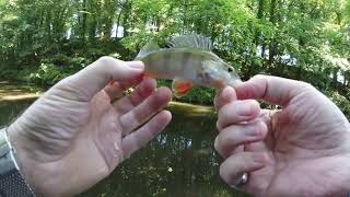 Ultralight BFS Fishing UK Canals  Perch amp Pike [upl. by Emiatej]