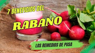 7 poderosos beneficios medicinales del agua de rábano [upl. by Atiuqnahs718]