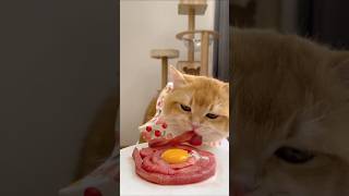 Cat Loves Eat🥩🌷ASMR Cat Mukbang asmr mukbang cat cute catvideos pets shorts [upl. by Suollecram259]