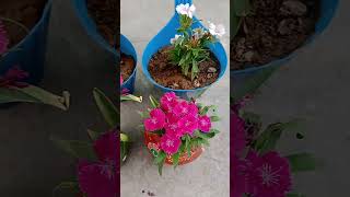 Winter flowering plant verbenashortsyoutube [upl. by Anissa925]