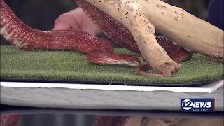 Newstalk Corn Snakes [upl. by Asiilanna]