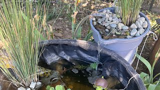 Easy DIY Bog Filter  Barrel Nano Pond [upl. by Aiksas753]