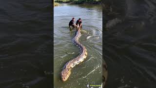 We caught a python with a belly full of big fish [upl. by Bevvy]