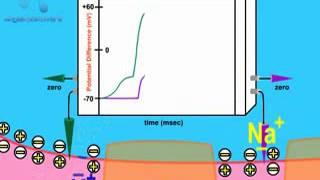 12 Action Potential Propagation in Myelinated Neurons [upl. by Col]