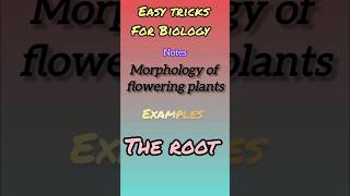 Morphology of flowering plants 🌺 root system notes [upl. by Gesner]