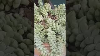 BURROS TAIL princesschatv714 [upl. by Trescha155]