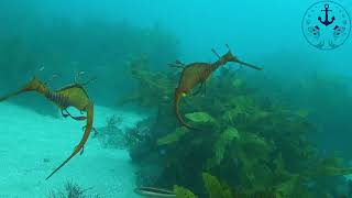 Weedy Seadragon Courtship Ritual [upl. by Ailyn]