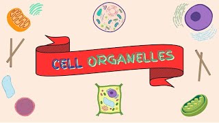 Cell Organelles amp Functions  Lets Talk Bio [upl. by Rudyard]