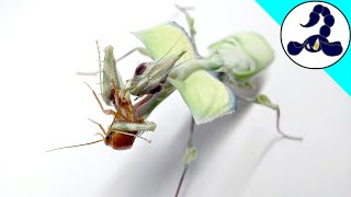 Devils flower mantis feeding clip [upl. by Inimod]