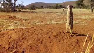 Kalahari Meerkats  Episode 4  Previoulsy on [upl. by Bridget]