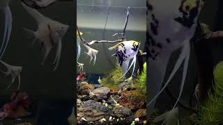 aquarium ikan manfish hobbyikan shorts shortvideo [upl. by Schnorr]