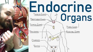 Endocrine Organs  BEST Way to Learn All the Endocrine Organs and What They Do [upl. by Galer]