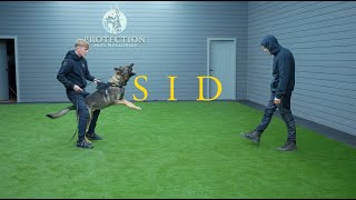 Sid the German Shepherd  Family protection Dog [upl. by Maeve]