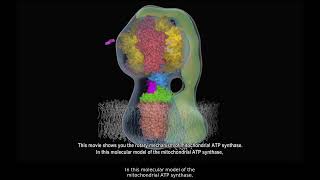 Rotating ATP Synthase [upl. by Reema442]