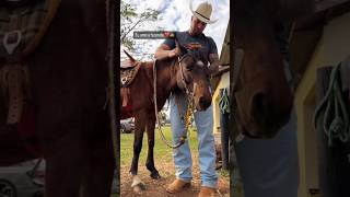 FAZENDA Black Stone LEO DA HORNET E SEU CAVALO Menina [upl. by Dagnah]