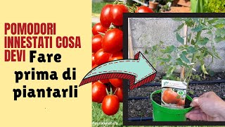 Pomodori Innestati  COSA FARE PRIMA DI PIANTARE I POMODORI [upl. by Rukna]